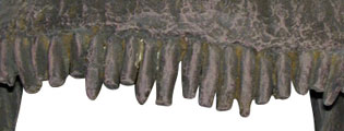 Diplodocus teeth