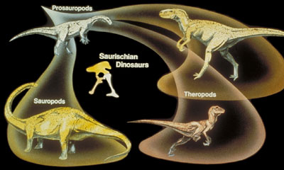 Saurischian dinosaurs