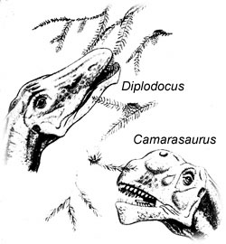 Sauropods feeding