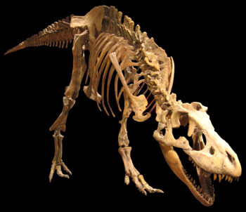 Theropods: The Predatory Giants of Prehistoric Times - Characteristics of Theropods