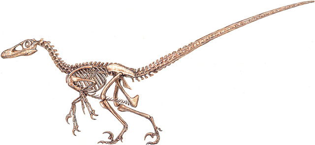 Velociraptor skeleton by Michael Skrepnick