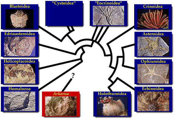 5 classes of echinoderms