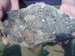 Marine fossils in limestone