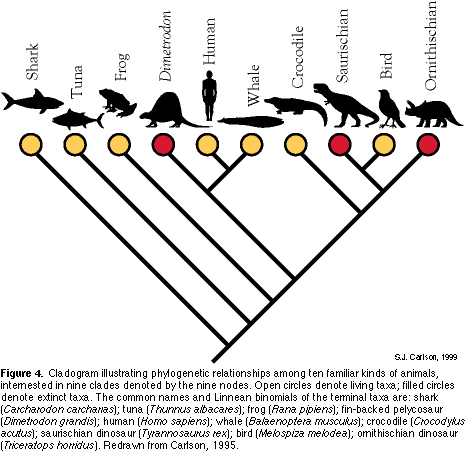 phylogenetic evolution tree shark evolutionary classification biology cladogram taxonomy species fish dendrogram over animals cladistics mammals birds principles organisms explaining