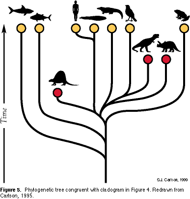 evolution english german unit systematics phylogenetic trees