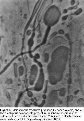 membranous structures produced by nonanoic acid