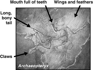 <i>Archaeopteryx</i> features