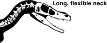 long flexible neck