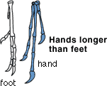 hands longer than feet