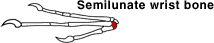 semilunate wrist bone
