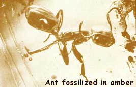 Insect trapped in amber