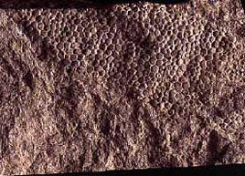 Impression of dinosaur skin