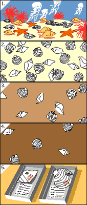 Taphonomic series