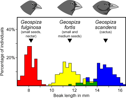 Histogram of beak sizes