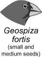 Geospiza fortis