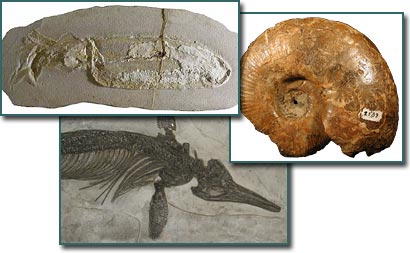 Fossil squid, ammonite, and ichthyosaur