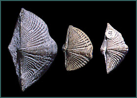 Fossil brachiopods