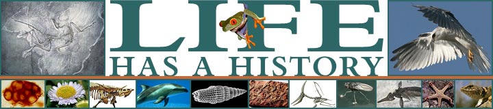 Life Has a History banner