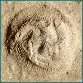 Tribrachidium