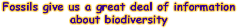 Fossils give us a great deal of information about biodiversity