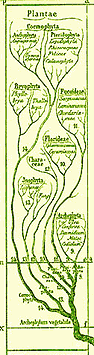 Tree of Life
