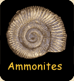 Ammonite