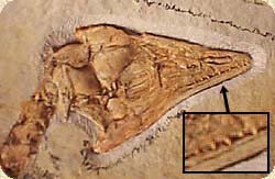 Archaeopteryx head