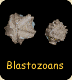 Blastozoan