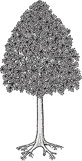 Glossopteris tree