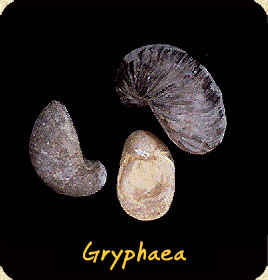 Gryphaea