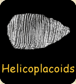 Helicoplacoid