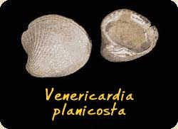Index clam fossil