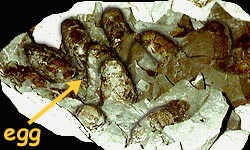 Orodromeus nest
