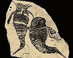 eurypterid