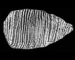 helicoplacoid