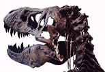 T. rex