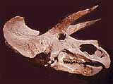 triceratops