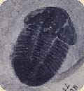 Trilobite 1