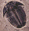 Trilobite 2