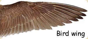 Bird wing