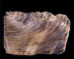 Fossil tree rings