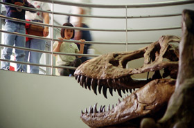 Youngster examining T. rex