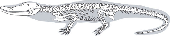 crocodile skeleton