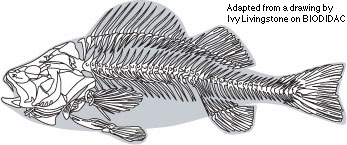 fish skeleton