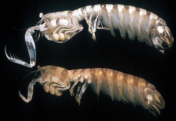 Large stomatopod pair