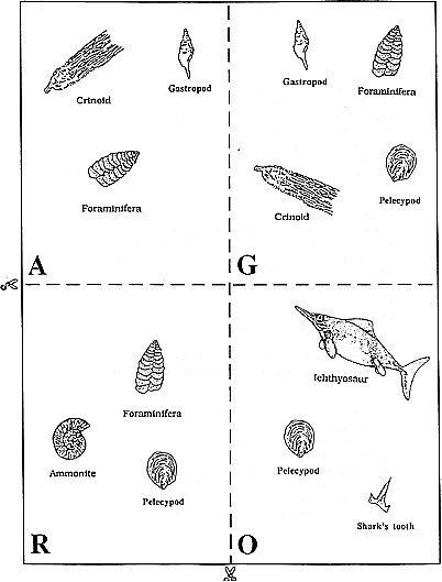 Worksheet of relative dating fossils Fossils And