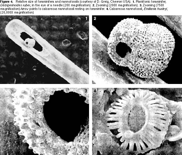 USING MICROFOSSILS IN PETROLEUM EXPLORATION