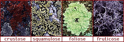 foliose lichen under microscope