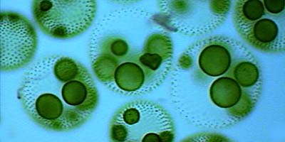 Facts about Green Algae - Biology Wise