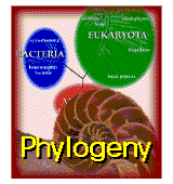 Phylogeny icon